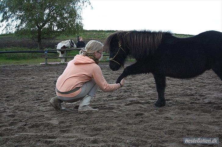 Miniature Blobber - tricks: giv pote ( hov):)<3<3<3    Foto: mathilde Rasmussen   billede 12