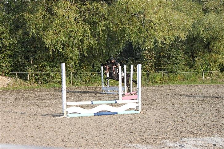 Fuldblod (XX) Soya<3 RIP - 4 gang vi springer (: FG: Rasmus billede 14