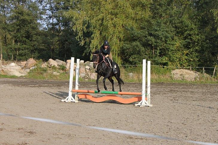 Fuldblod (XX) Soya<3 RIP - 4 gang vi springer (: FG: Rasmus billede 17