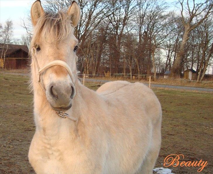 Fjordhest Beauty Granly billede 1
