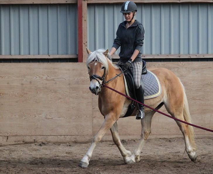 Tyroler Haflinger Fibi - 2010 billede 3