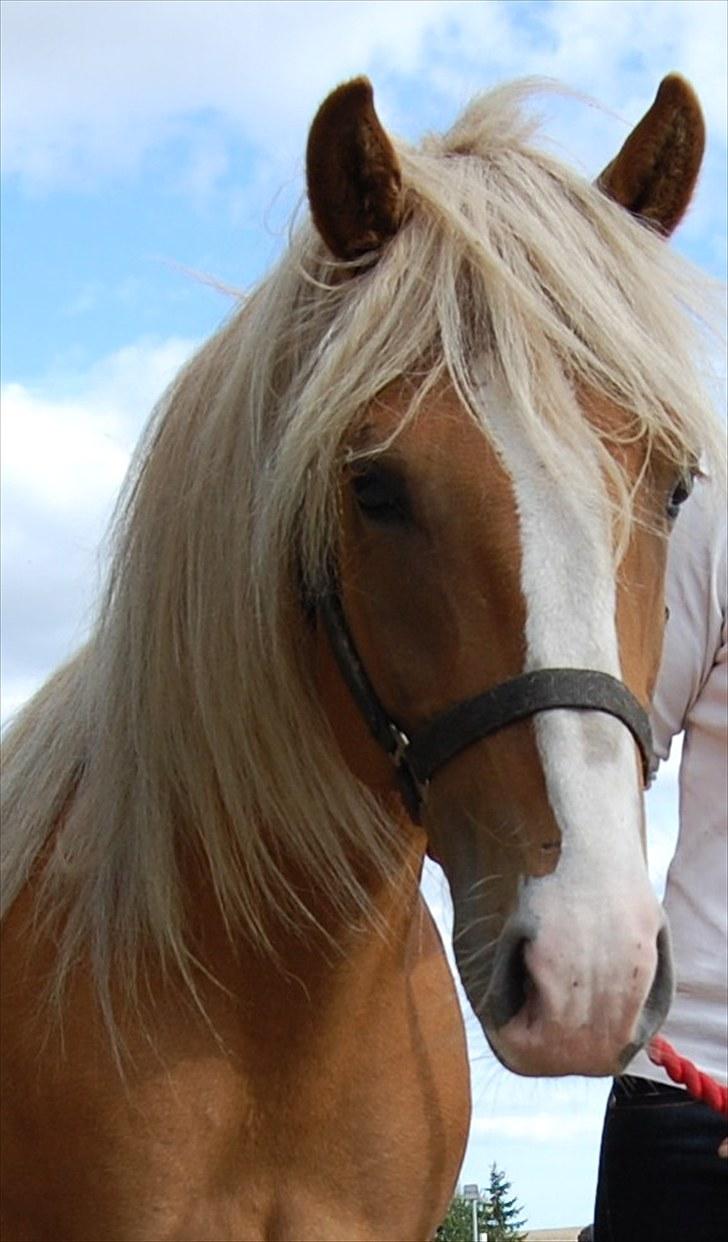 Haflinger Adonis - Smuk  billede 1