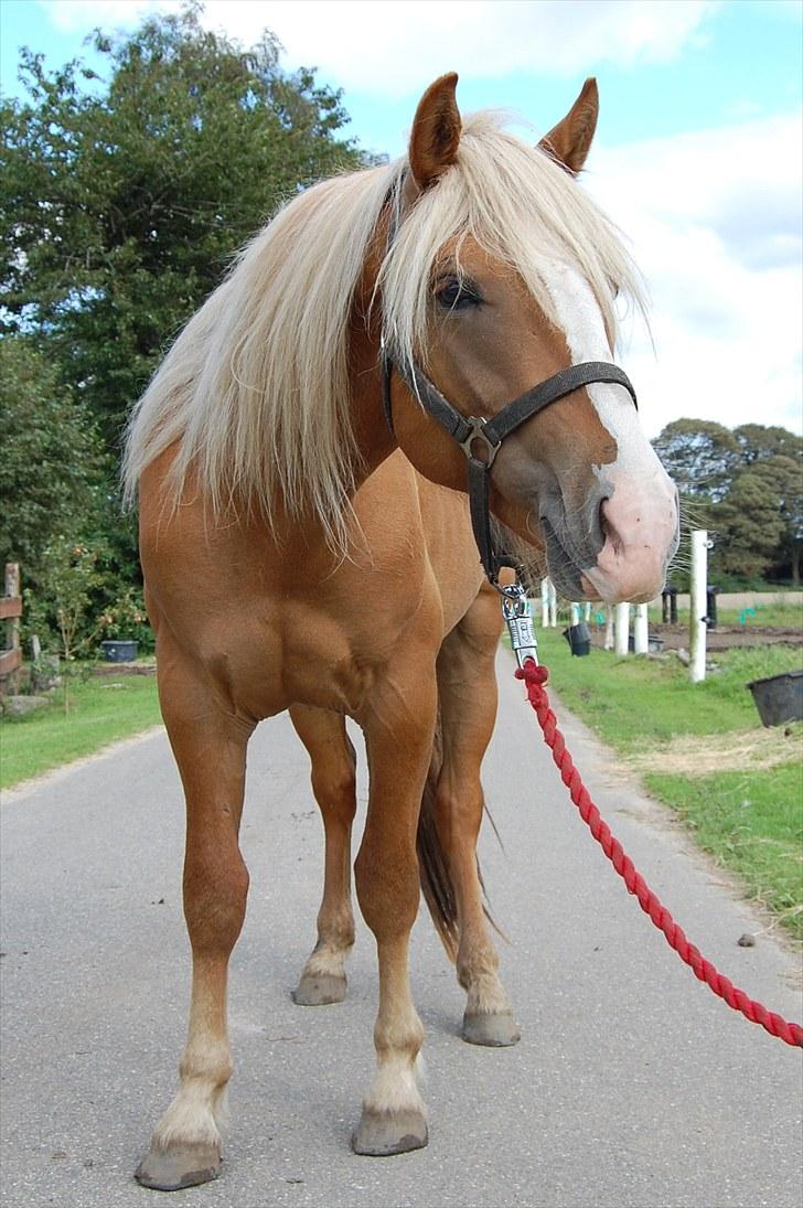 Haflinger Adonis billede 3