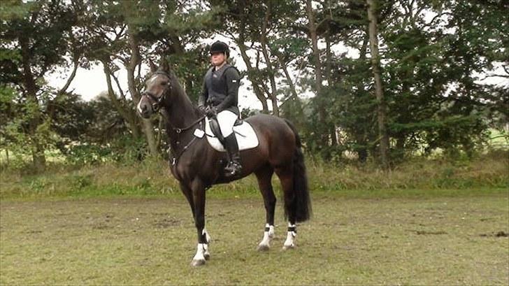 Holstener Amadeus  billede 1