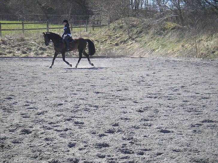 Holstener Amadeus  billede 2