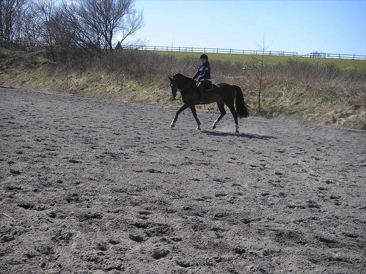 Holstener Amadeus  billede 3