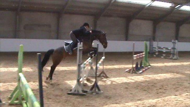 Holstener Amadeus  billede 4