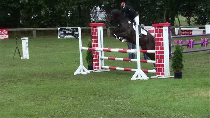 Holstener Amadeus  billede 5