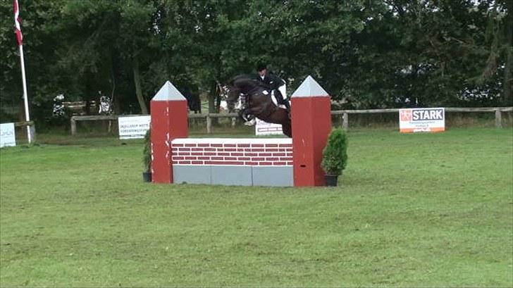 Holstener Amadeus  billede 6