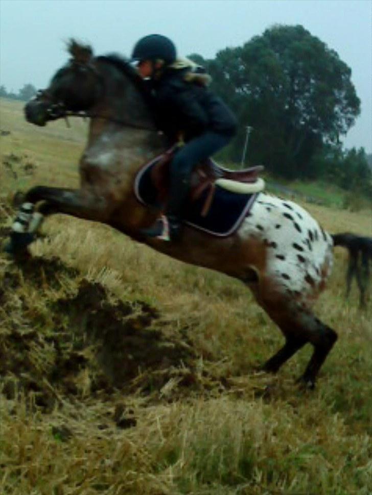 Anden særlig race Merlot Solgt+Savnet:'( - Mig&Merlot på tur, Mesterfotograf Anna Vestergaard´(: billede 14