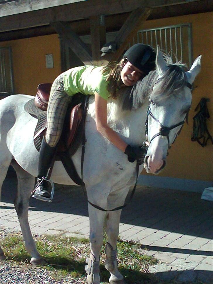 Hollandsk Sportspony Red Bull *Part*. - Kram :* billede 12