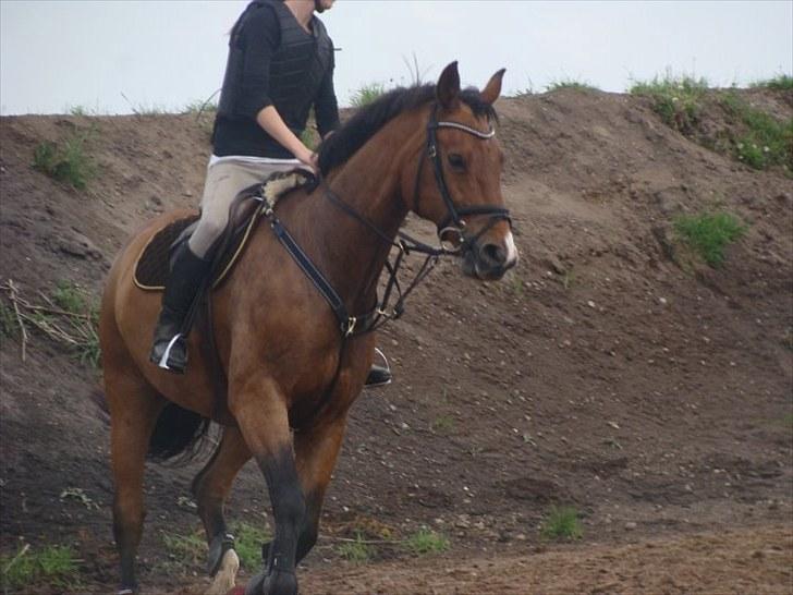 Dansk Varmblod May Daphine - Velkommen til May Daphine´s profil! :D billede 1