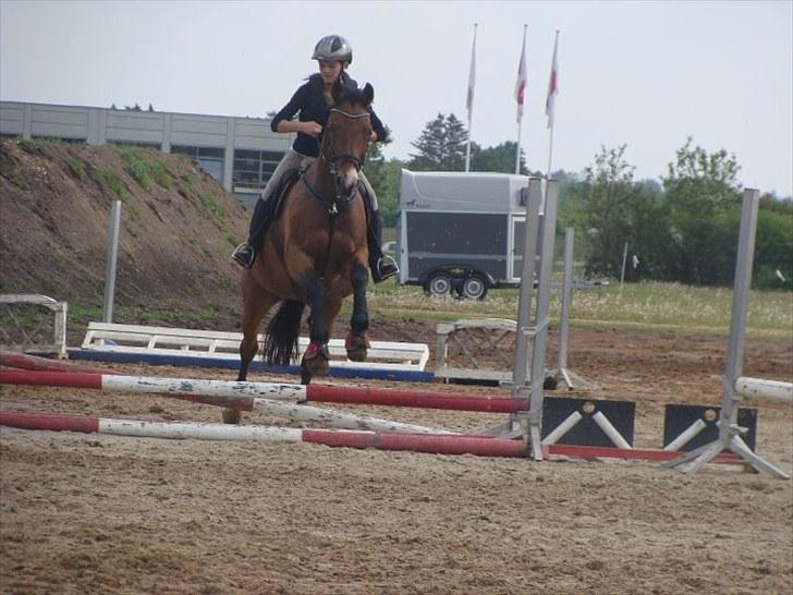 Dansk Varmblod May Daphine - springtræning HOSK. billede 2