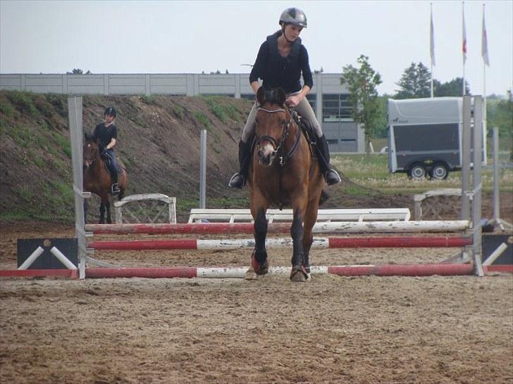 Dansk Varmblod May Daphine - springtræning HOSK. billede 3