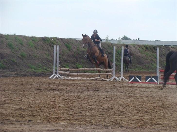 Dansk Varmblod May Daphine - springtræning HOSK. billede 4