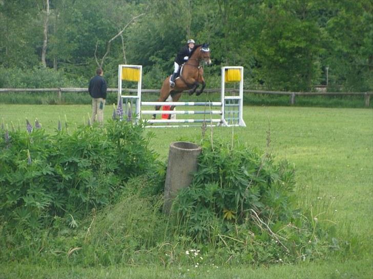 Dansk Varmblod May Daphine - Vores første stævne Le sløjfe. billede 5