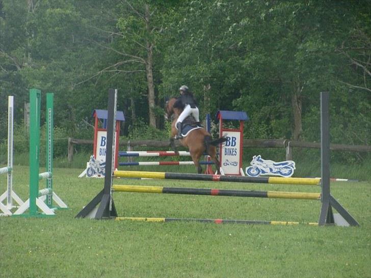 Dansk Varmblod May Daphine - Vores første stævne Le sløjfe. billede 6