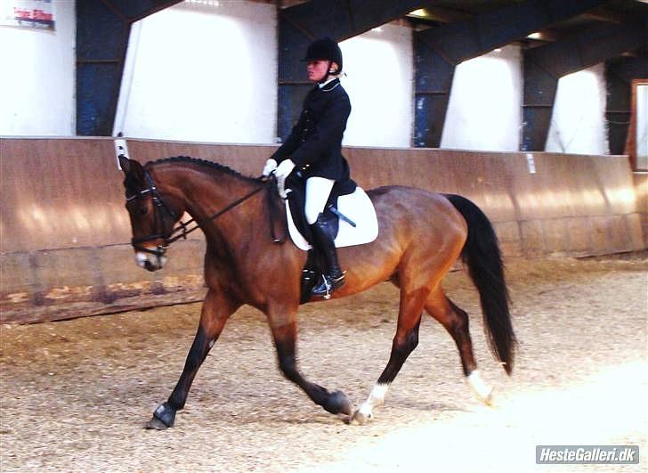 Dansk Varmblod May Daphine - May og Nathasja.. Tak fordi jeg må låne hende ! <3 billede 7