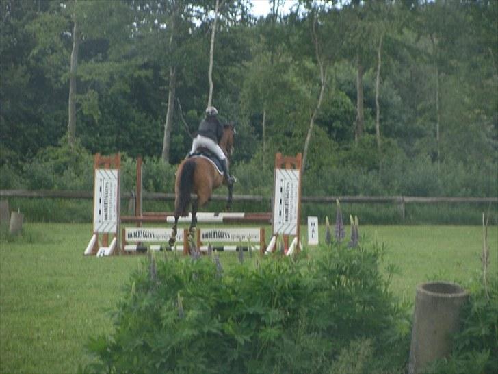 Dansk Varmblod May Daphine - Vores første stævne Le sløjfe. billede 8