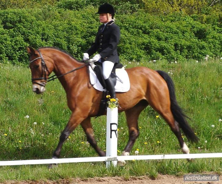 Dansk Varmblod May Daphine - Nathasja og May til stævne. billede 9