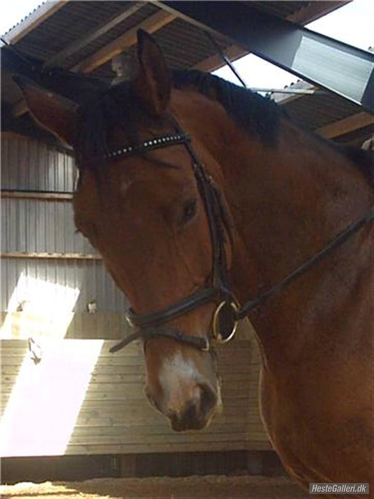 Dansk Varmblod May Daphine - May Daphinde + Maria Erfurt.. I LOVE YOU !  billede 10