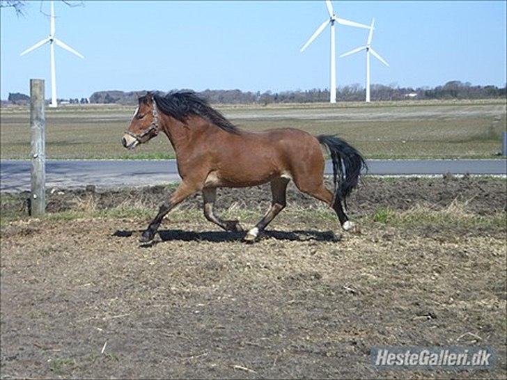 Welsh Pony (sec B) Rughaven Chivas - En super lækker trav :D billede 17