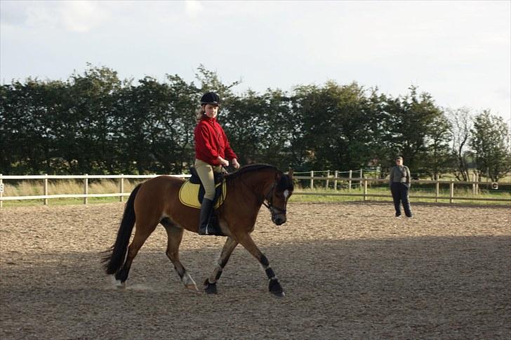 Welsh Pony (sec B) Rughaven Chivas - Sofie ride på Chivas første gang billede 9