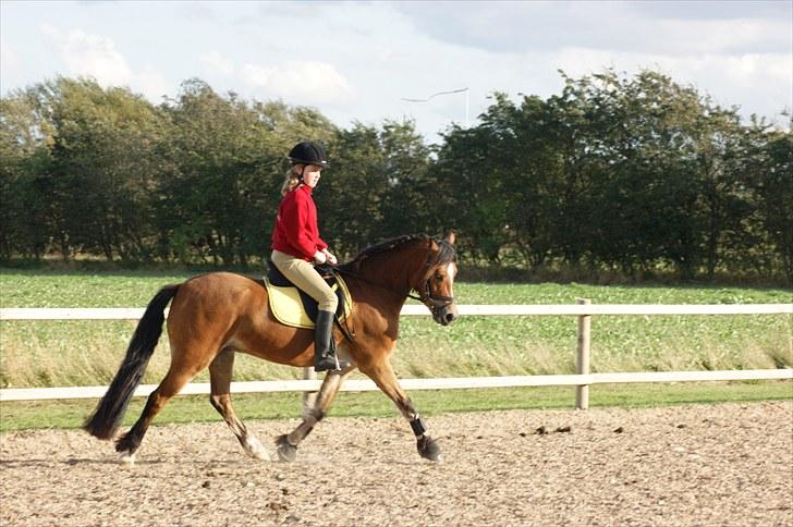 Welsh Pony (sec B) Rughaven Chivas - Sofie rider på Chivas første gang billede 10