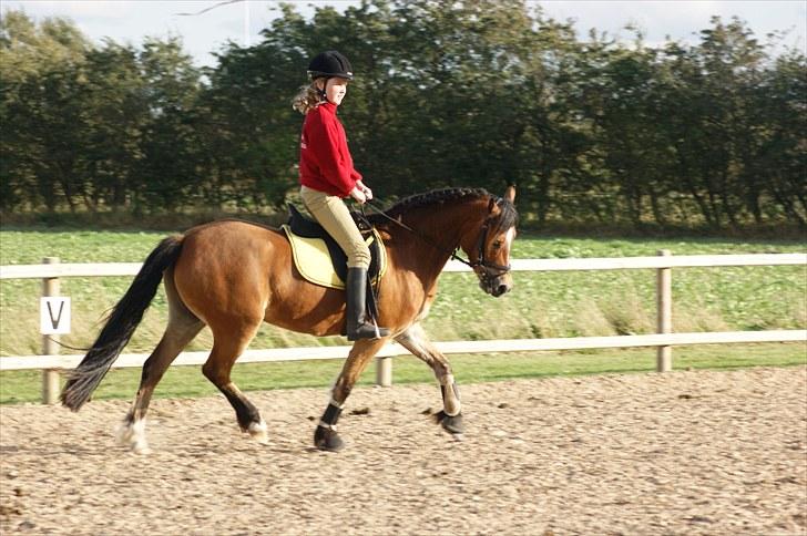 Welsh Pony (sec B) Rughaven Chivas - Sofie rider på Chivas første gang billede 11