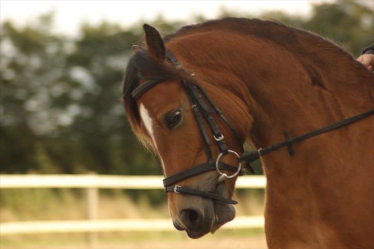 Welsh Pony (sec B) Rughaven Chivas - Chivas smukke hoved :D billede 12