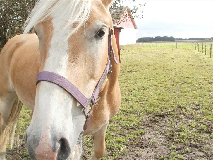 Haflinger Santana billede 1