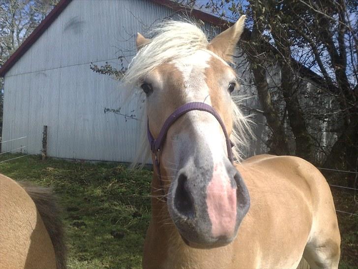 Haflinger Santana billede 2