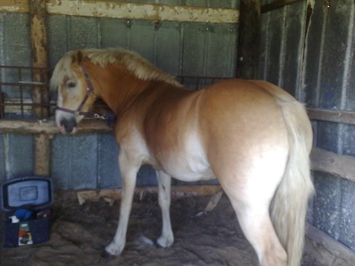 Haflinger Santana billede 3
