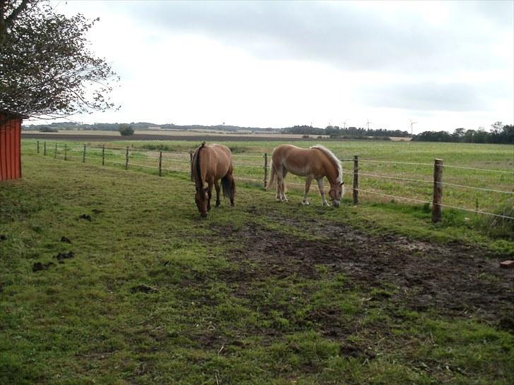 Haflinger Santana billede 4