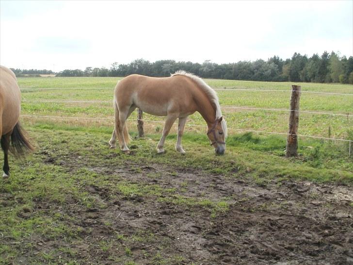 Haflinger Santana billede 5
