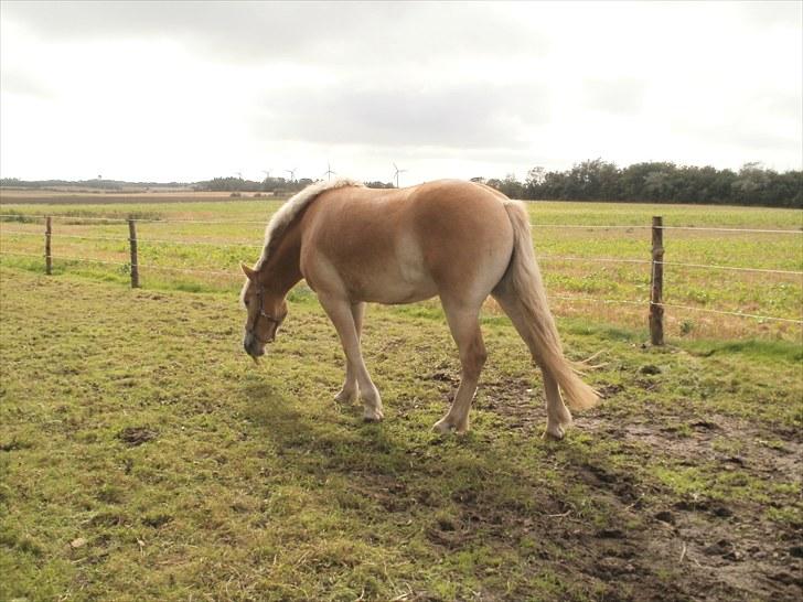 Haflinger Santana billede 6