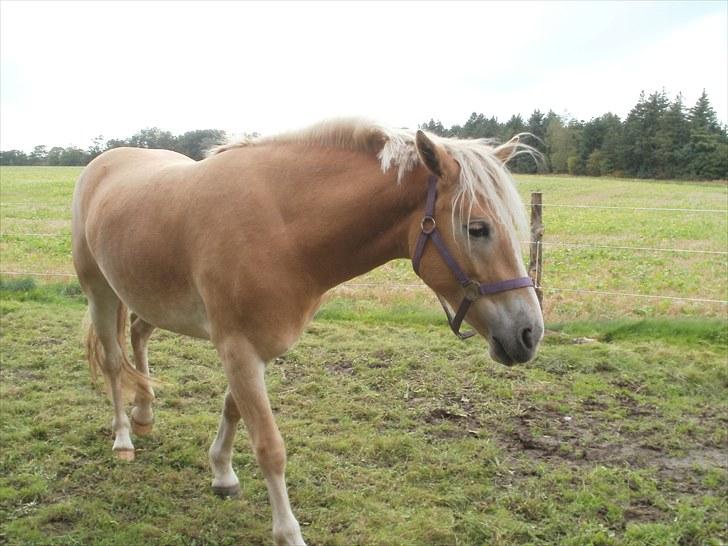 Haflinger Santana billede 7