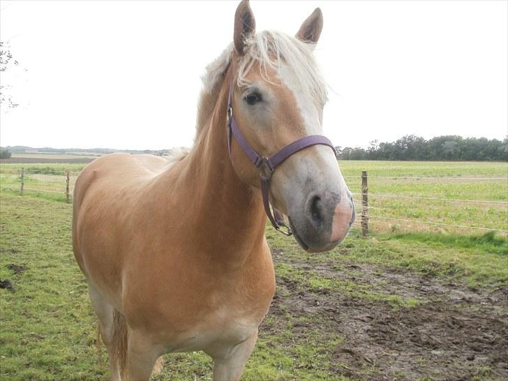 Haflinger Santana billede 8