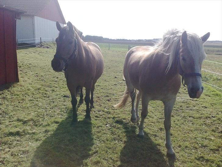 Haflinger Santana - Santana og hendes ven.. billede 9