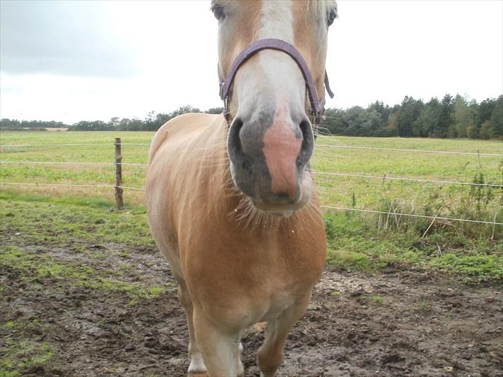Haflinger Santana billede 10