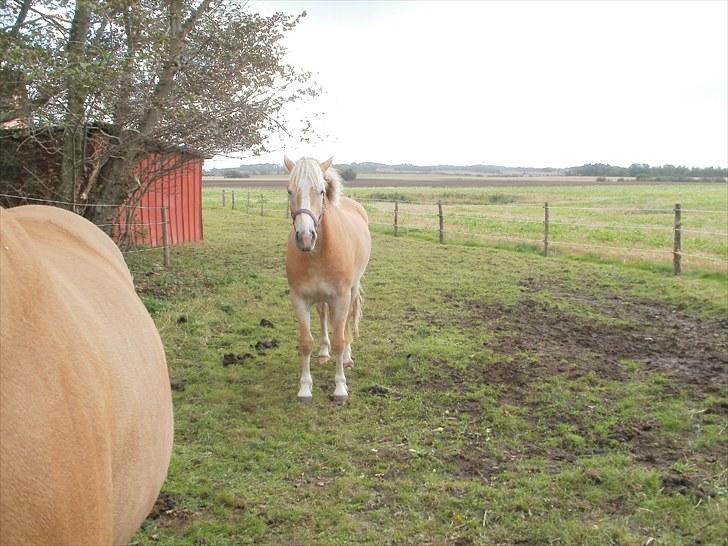 Haflinger Santana billede 11