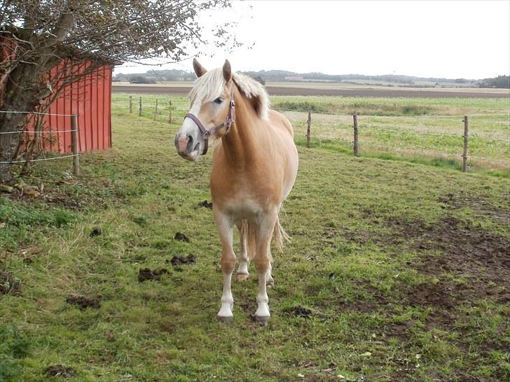 Haflinger Santana billede 12