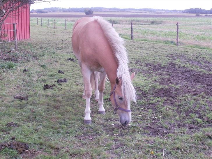 Haflinger Santana billede 13