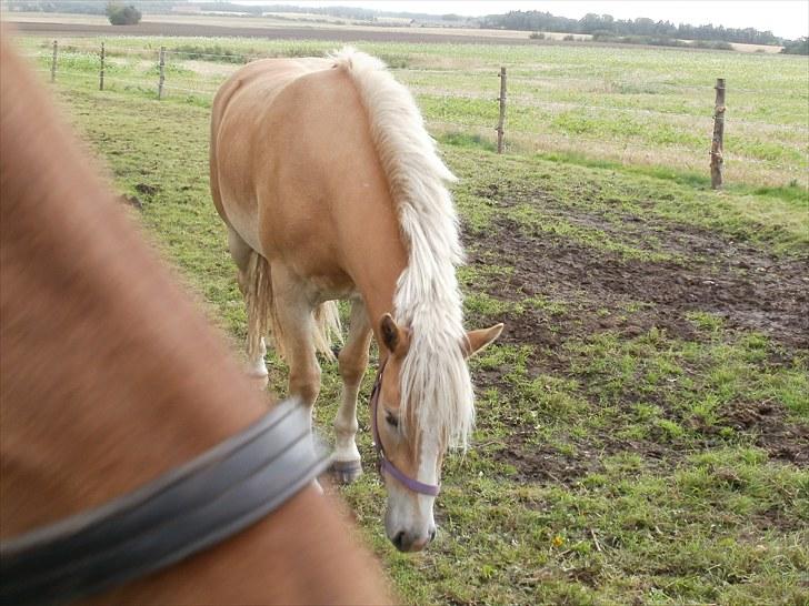 Haflinger Santana billede 14