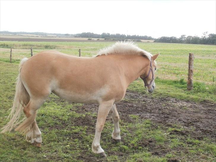 Haflinger Santana billede 15