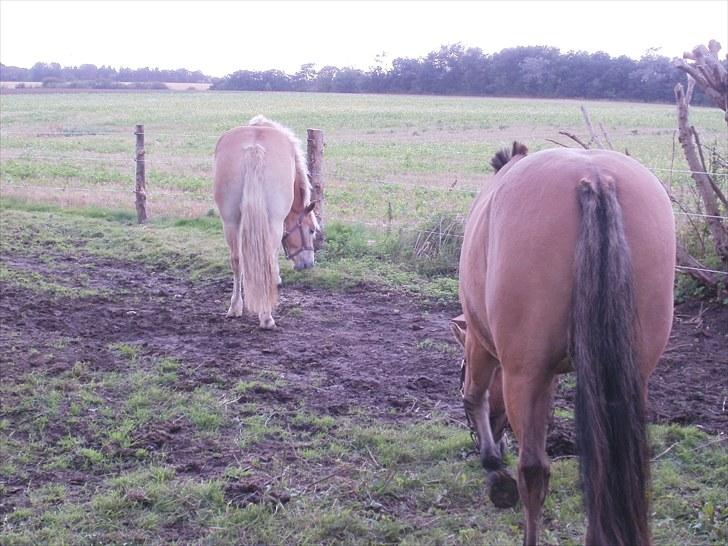 Haflinger Santana - Deres bedste vinkel :D billede 16