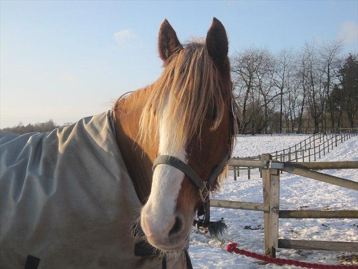 Welsh Cob (sec D) Thibaud |Stjernen|  - Velkommen til Thibaud´s profil :-) *NYT* Buksedrengen i vinter vejret! :) billede 1