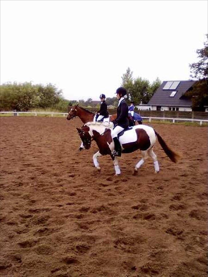 Anden særlig race Lady<3 - Lady og jeg til Nibe cup 2010 en 1.plads<3 billede 7