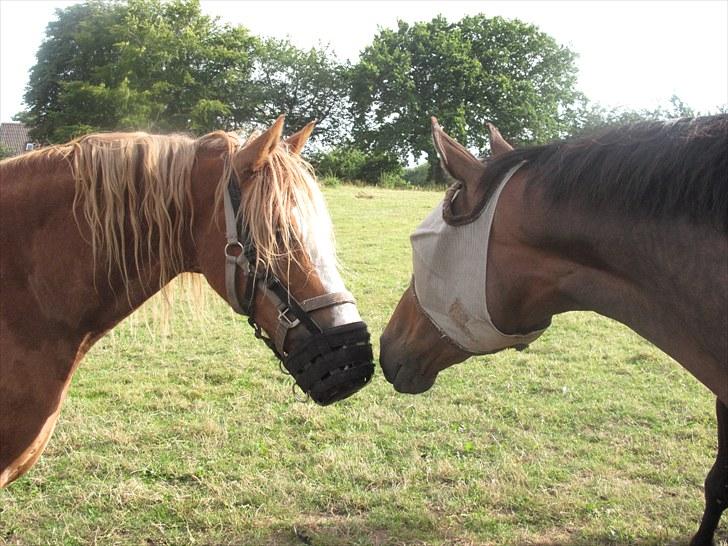 Welsh Cob (sec D) Thibaud |Stjernen|  - Thibaud og  Verner :-) Ren kærlighed! billede 3