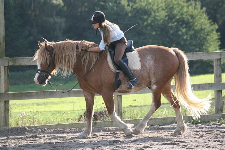 Welsh Cob (sec D) Thibaud |Stjernen|  - Dygtige hest. - Jeg elsker dig!  billede 4